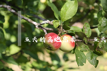 五天的高炮需要還嗎(五天高炮逾期了要不要還)