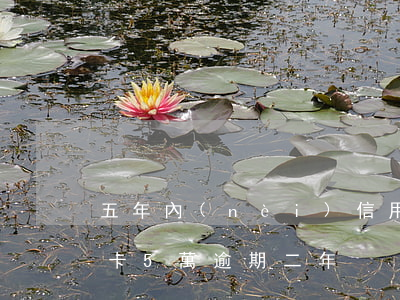 五年內(nèi)信用卡5次逾期還款(信用卡5萬逾期二年)