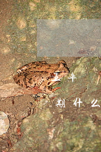 五年內(nèi)有8個(gè)月處于逾期什么意思(最近五年有8個(gè)月處于逾期)