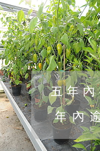 五年內有一次逾期能不能辦信用卡(信用卡5年內逾期4次)
