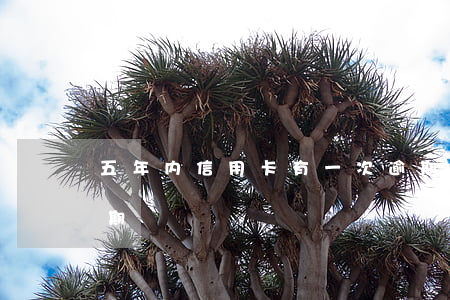 五年内信用卡有一次逾期（5年内信用卡有逾期）