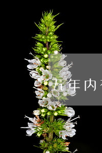 五年内有逾期6次但没超过90天