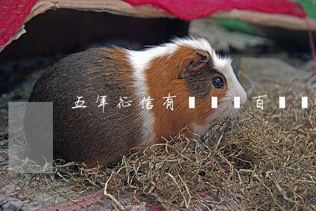 五年征信有兩個幾百塊錢的逾期-