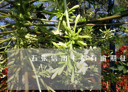 五张信用卡都有逾期征信算几次