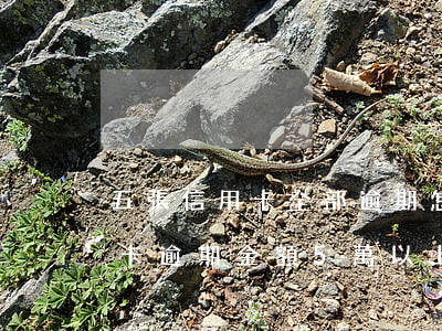 五張信用卡全部逾期怎么辦(信用卡多家信用卡逾期金額5萬以上怎么辦)