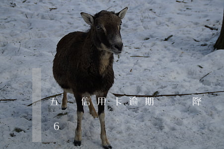 五張信用卡逾期兩張降額(信用卡逾期3萬變6萬)