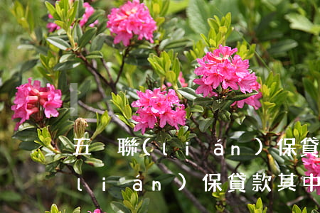 五戶聯(lián)保貸款還不起 五戶聯(lián)保貸款其中一人不還能起訴嗎