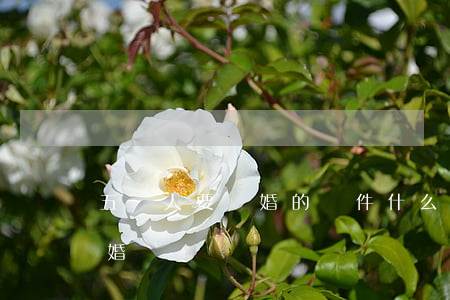 五種人要離婚的條件(什么樣的條件才可以離婚?)