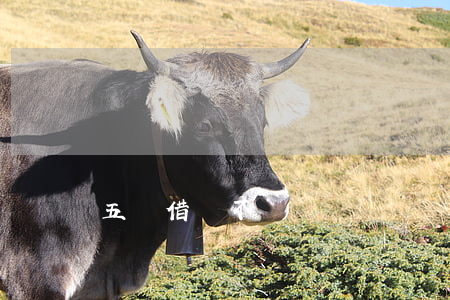 五種借條不還