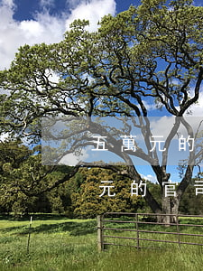 五萬元的案子律師費(fèi)多少錢(五萬元的官司律師費(fèi)多少錢)