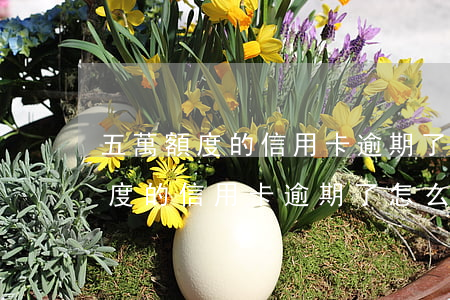 五萬額度的信用卡逾期了怎么處理-五萬額度的信用卡逾期了怎么處理呢