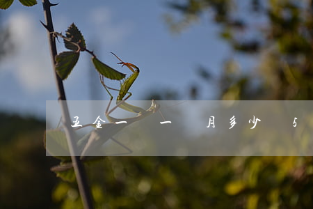 五金一險一個月多少錢(5金一險一個月多少錢)