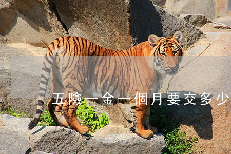 五險一金一個月要交多少錢