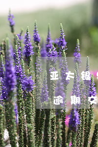 亚太银泉花园逾期交房起诉-亚太银泉花园逾期交房起诉