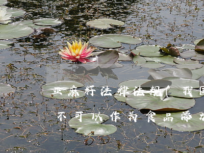 亚麻籽法律法规(我国有相关法律说亚麻籽不可以作为食品添加剂吗)