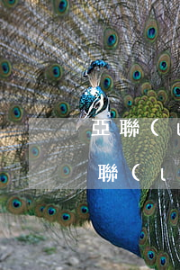 亞聯(lián)財(cái)小額信貸(亞聯(lián)財(cái)小額貸款有限公司怎么樣)