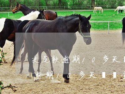 交尾款逾期10多天違約金怎么辦-交尾款逾期10多天違約金怎么辦呢