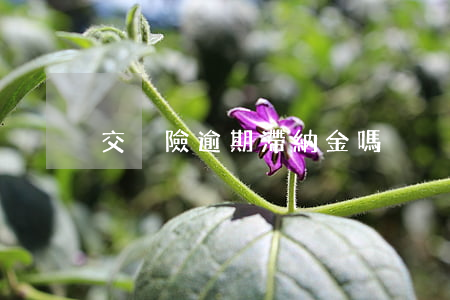 交強險逾期滯納金嗎
