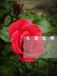交房逾期起诉期(住房逾期交房提起诉讼)