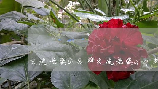 交流老婆QQ群(交流老婆qq群百度贴吧)