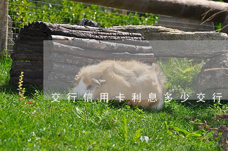 交行信用卡利息多少(交行信用卡利息多少錢)