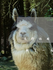 交行信用卡已逾期怎么辦(交行信用卡還款逾期了一天)