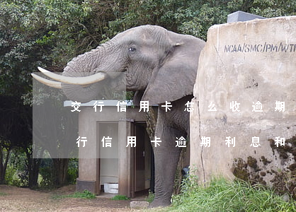交行信用卡怎么收逾期費(fèi)(交通銀行信用卡逾期利息和違約金可以退么)