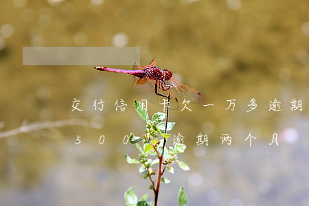 交行信用卡欠一万多逾期3个月(交行信用卡5000逾期两个月)