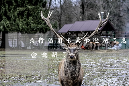 交行信用卡美金逾期了怎么辦（交行信用卡美金逾期了）