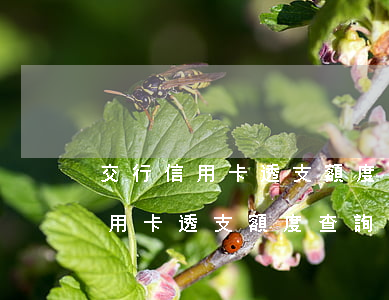 交行信用卡透支額度查詢(xún)(交行信用卡透支額度查詢(xún))