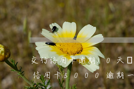 交行信用卡逾期10天會有問題嗎(交通銀行信用卡5000逾期一年多會怎么樣)