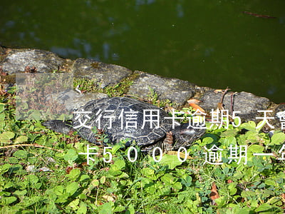 交行信用卡逾期5天會怎么樣(交通銀行信用卡5000逾期一年多會怎么樣)