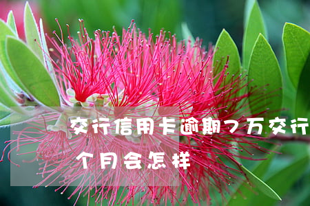 交行信用卡逾期7万(交行信用卡逾期7万4个月会怎样)