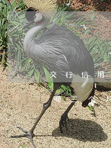 交行信用卡逾期7个月6(交通银行信用卡逾期三个月处理方案)