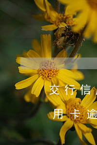 交行信用卡逾期一個(gè)月(交通銀行信用卡逾期一個(gè)月會(huì)有什么情況)
