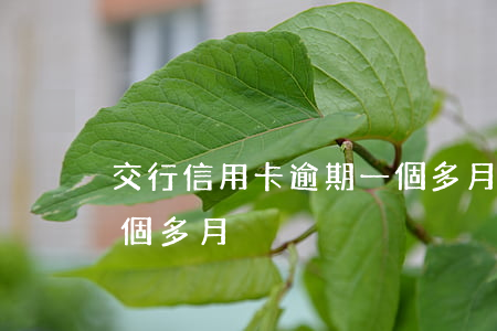 交行信用卡逾期一個多月(交行信用卡逾期一個多月)