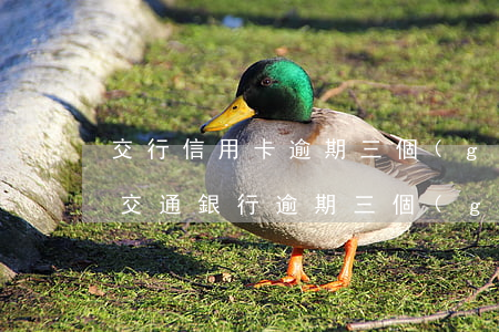 交行信用卡逾期三個(gè)月一次性還清(交通銀行逾期三個(gè)月還清后什么時(shí)候能再用)