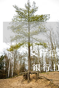 交行信用卡逾期上征信嗎(交通銀行逾期2天銀行打電話說(shuō)逾期會(huì)不會(huì)上征信)