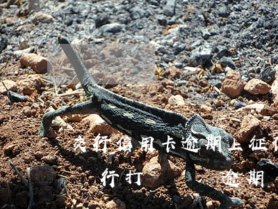 交行信用卡逾期上征信嗎(交通銀行逾期2天銀行打電話說逾期會(huì)不會(huì)上征信)
