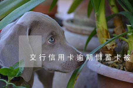 交行信用卡逾期儲蓄卡被凍結(jié)