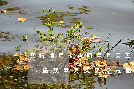 交行信用卡逾期兩月天天打電話-交行信用卡逾期兩月天天打電話催收