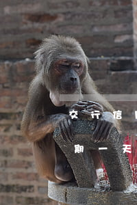 交行信用卡逾期几天降额(交通银行信用卡逾期一天违约金和利息调减)