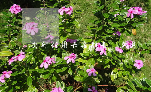 交行信用卡逾期半個多月