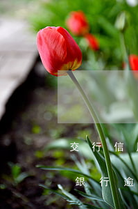 交行信用卡逾期去銀行協(xié)商(交通銀行逾期三個(gè)月就不能協(xié)商處理嗎)