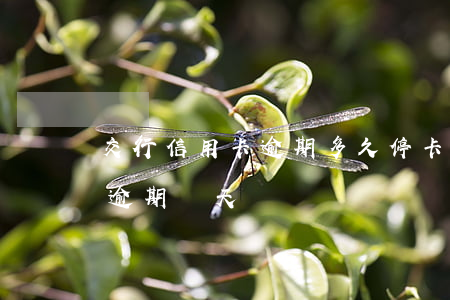 交行信用卡逾期多久?？?交行的信用卡能逾期幾天