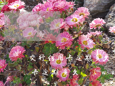 交行信用卡逾期多久無(wú)息(交行信用卡逾期多久無(wú)息)