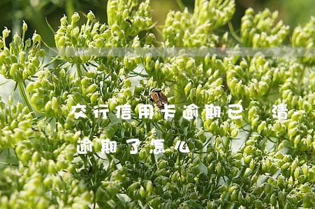 交行信用卡逾期已還清-交通銀行的信用卡逾期了怎么辦