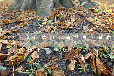 交行信用卡逾期會上征信嗎(交行信用卡逾期會上征信嗎)