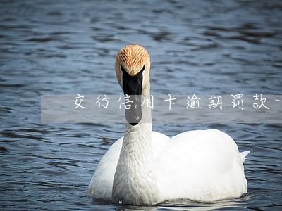 交行信用卡逾期罚款-交罚款的信用卡