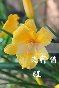 交行信用卡逾期走流程(交行信用卡逾期走流程嗎)